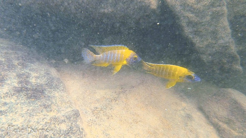 Aulonocara sp. 'stuartgranti maleri' Chipoka